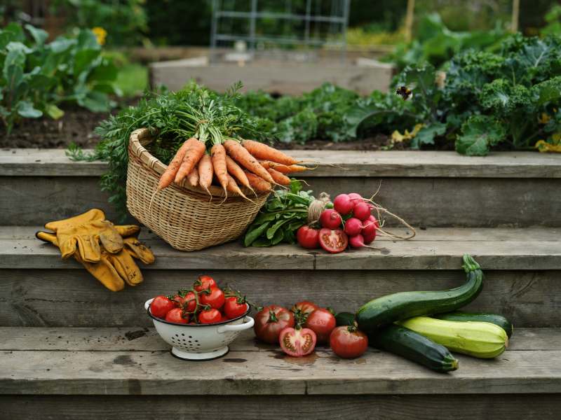 Harvested vegetables