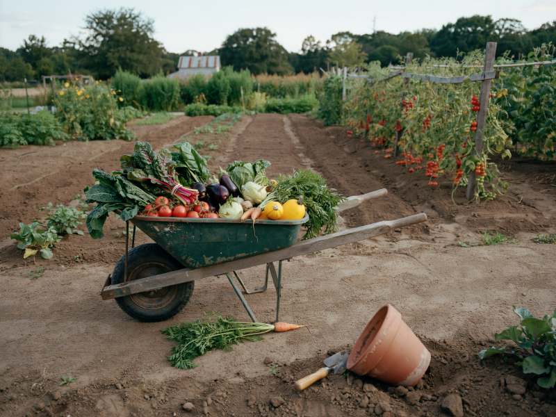 Harvested Produce