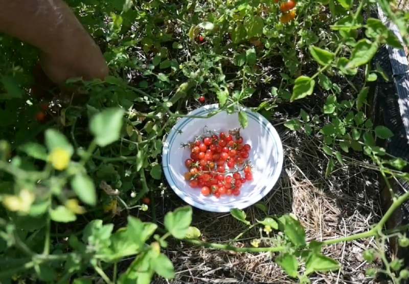 Spoon Tomatoes