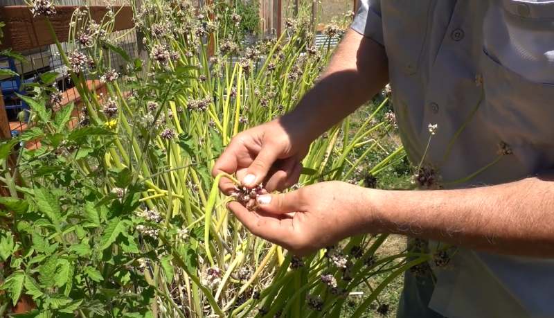 Walking Onions